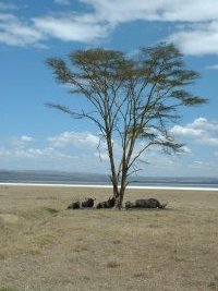 gal/Honeymoon/Lake Nakuru/_thb_DSCF0038.JPG